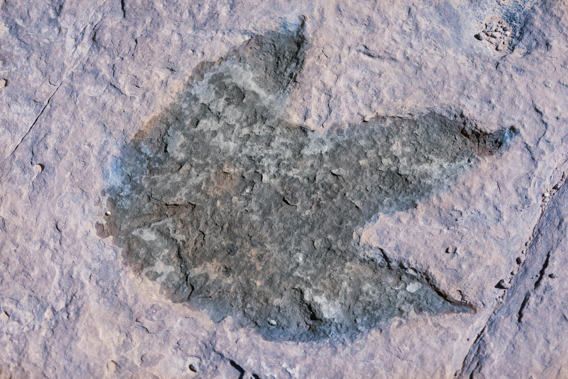 Dinosaur footprints representing Dinosaur Valley State Park day trip from Frisco TX