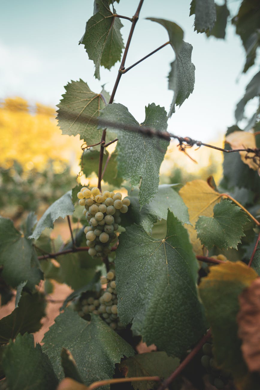 Vineyard representing day trip from Frisco to Grapevine TX wine country
