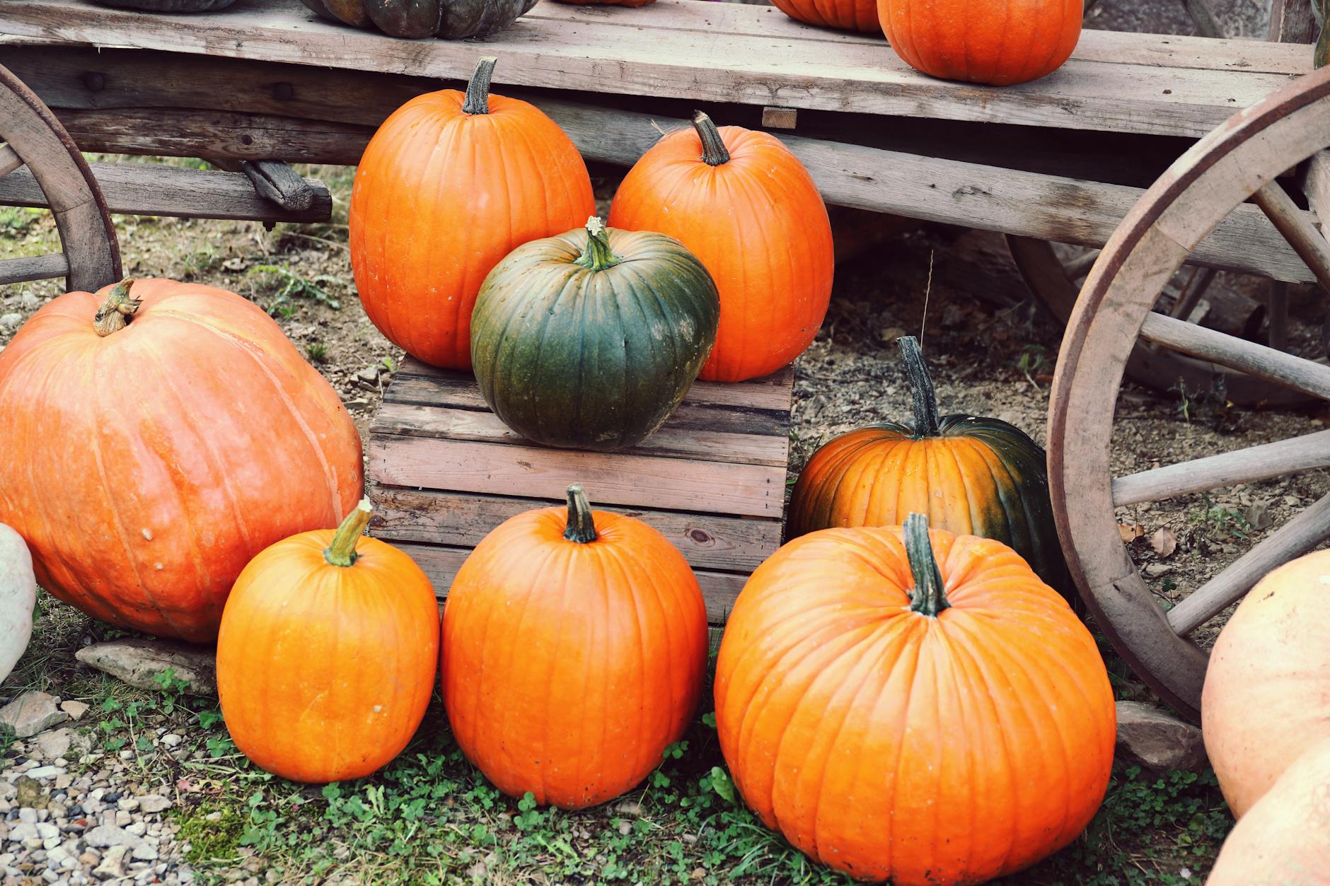 Fall pumpkin festival representing autumn events in Frisco TX