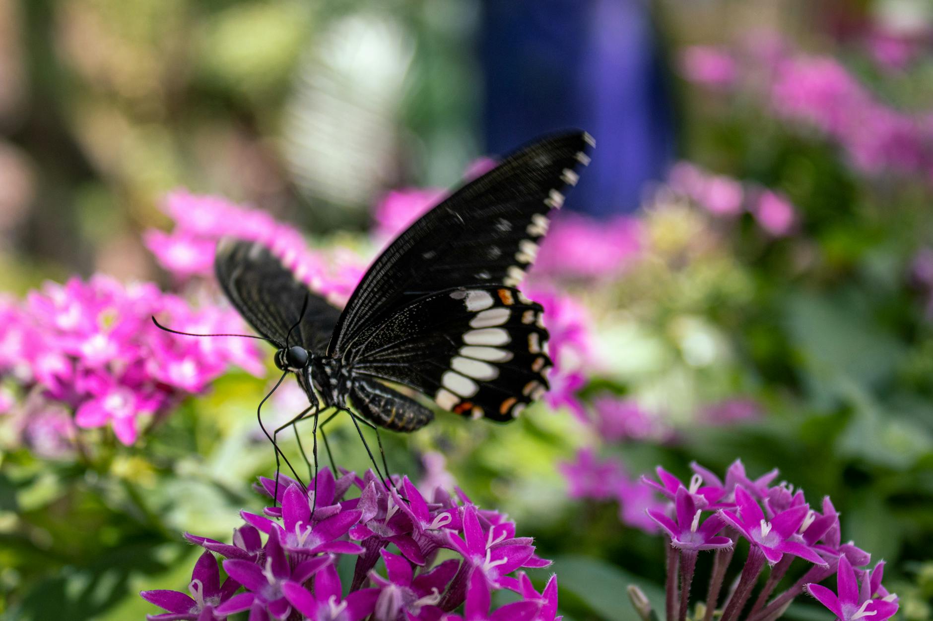 Butterfly garden representing Kaleidoscope Park and nature areas in Frisco TX