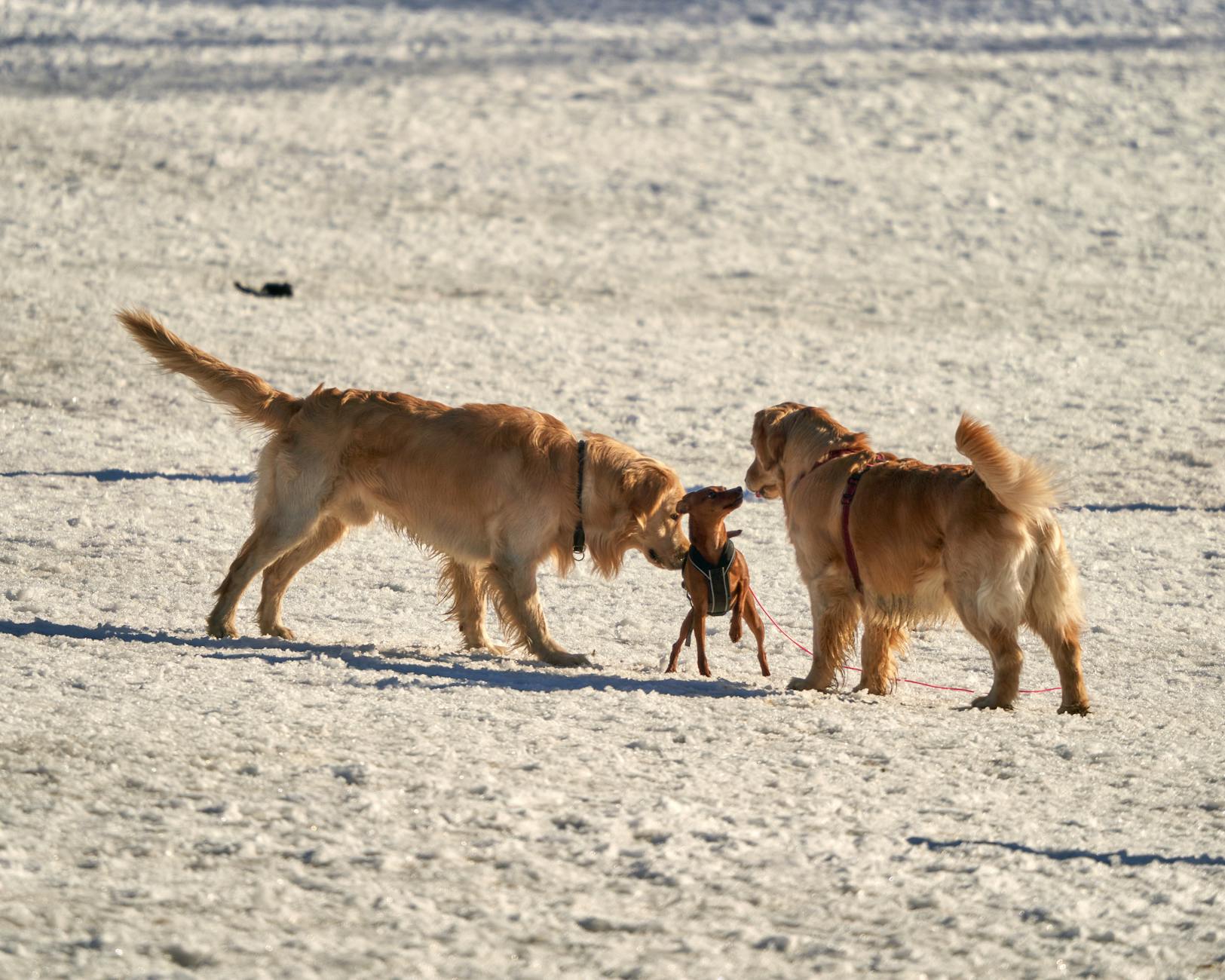 Dogs playing at dog park representing pet-friendly parks in Frisco TX