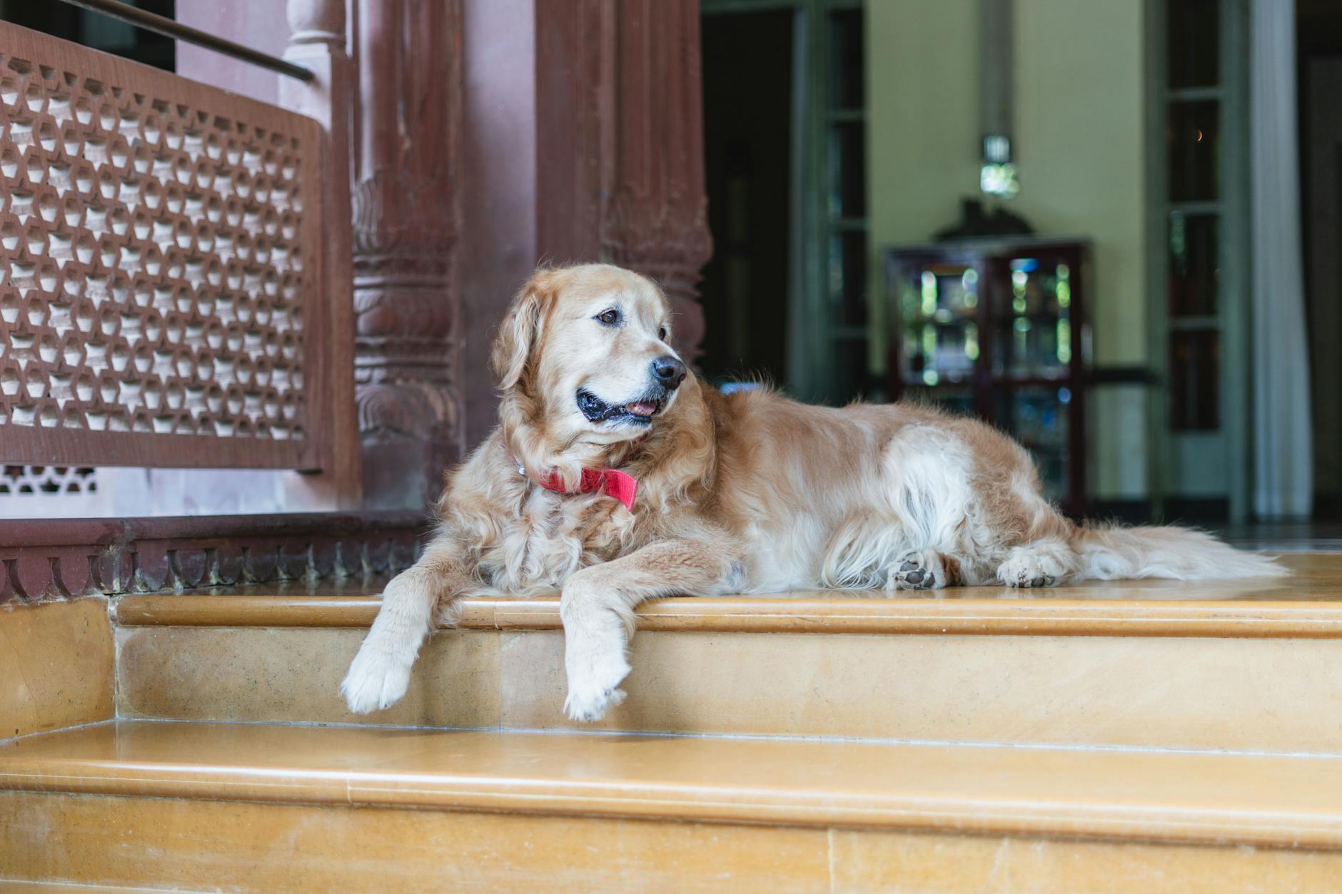 Pet-friendly hotels in Frisco TX welcome furry family members with special amenities