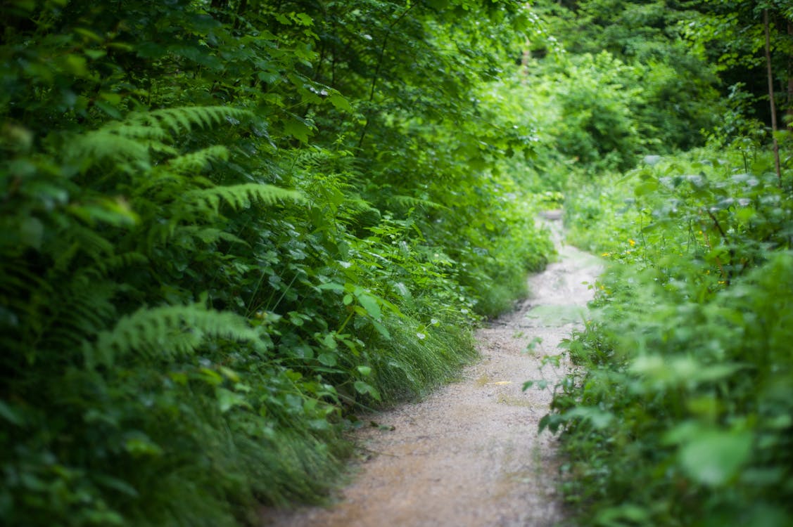 Serene nature trail path through lush green foliage perfect for hiking in Frisco Texas parks and greenbelts