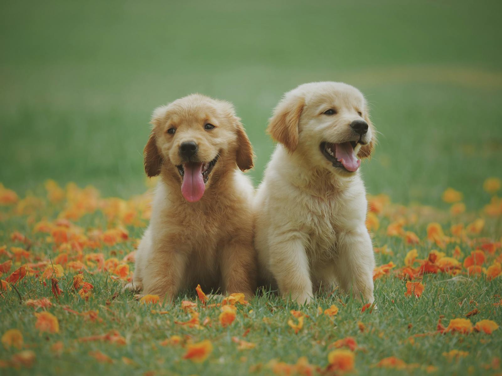 Dog-friendly hiking trails in Frisco TX