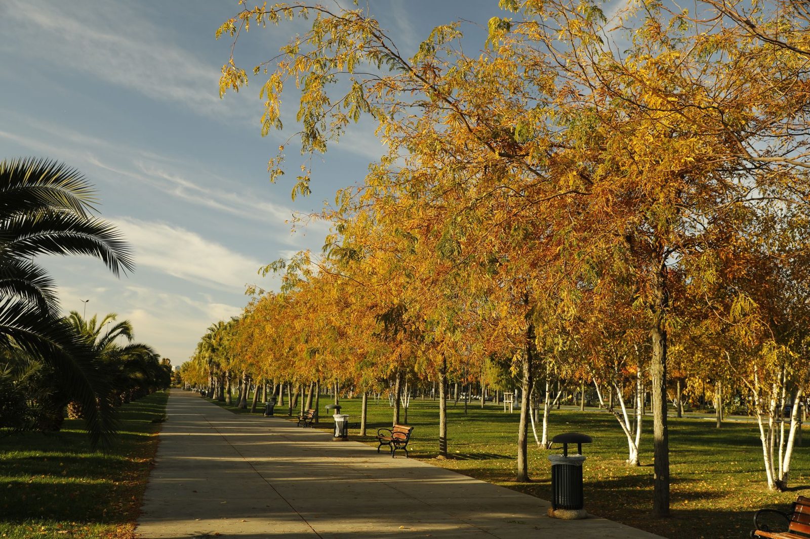 Golden fall foliage along a park path, October and November are the best time to visit Frisco TX for weather