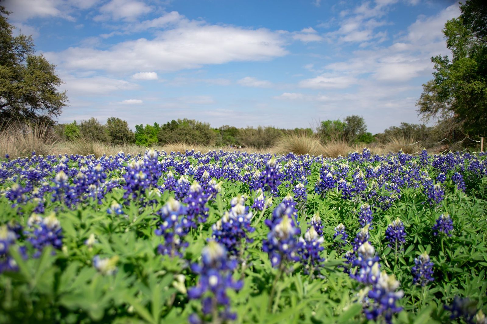 Texas wildflowers in spring, one reason spring is the best time to visit Frisco TX