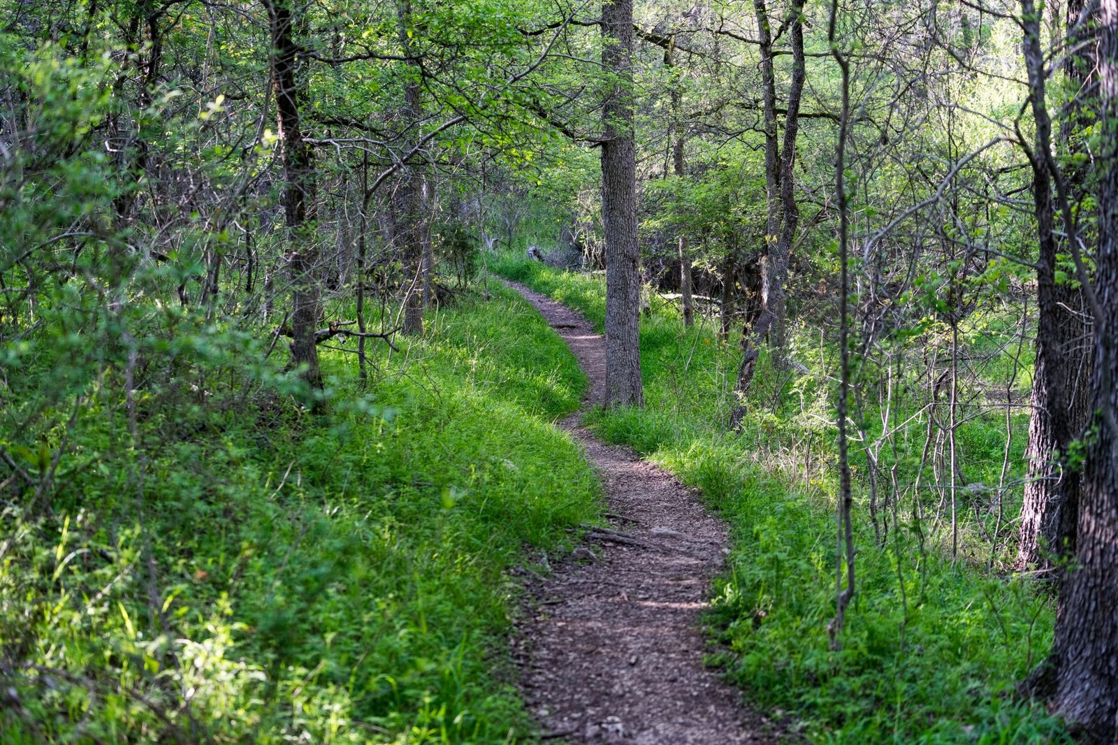 Wooded creek-side nature trail representing hiking at parks in Frisco TX
