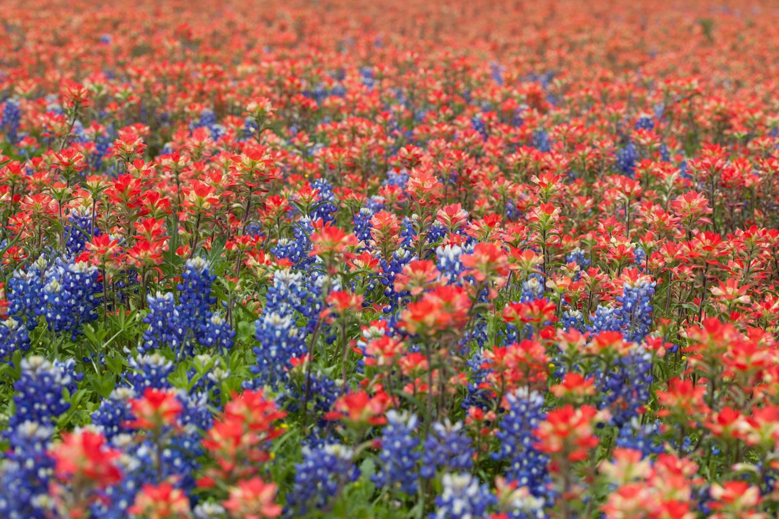 Texas prairie wildflowers along a trail at parks in Frisco TX in spring