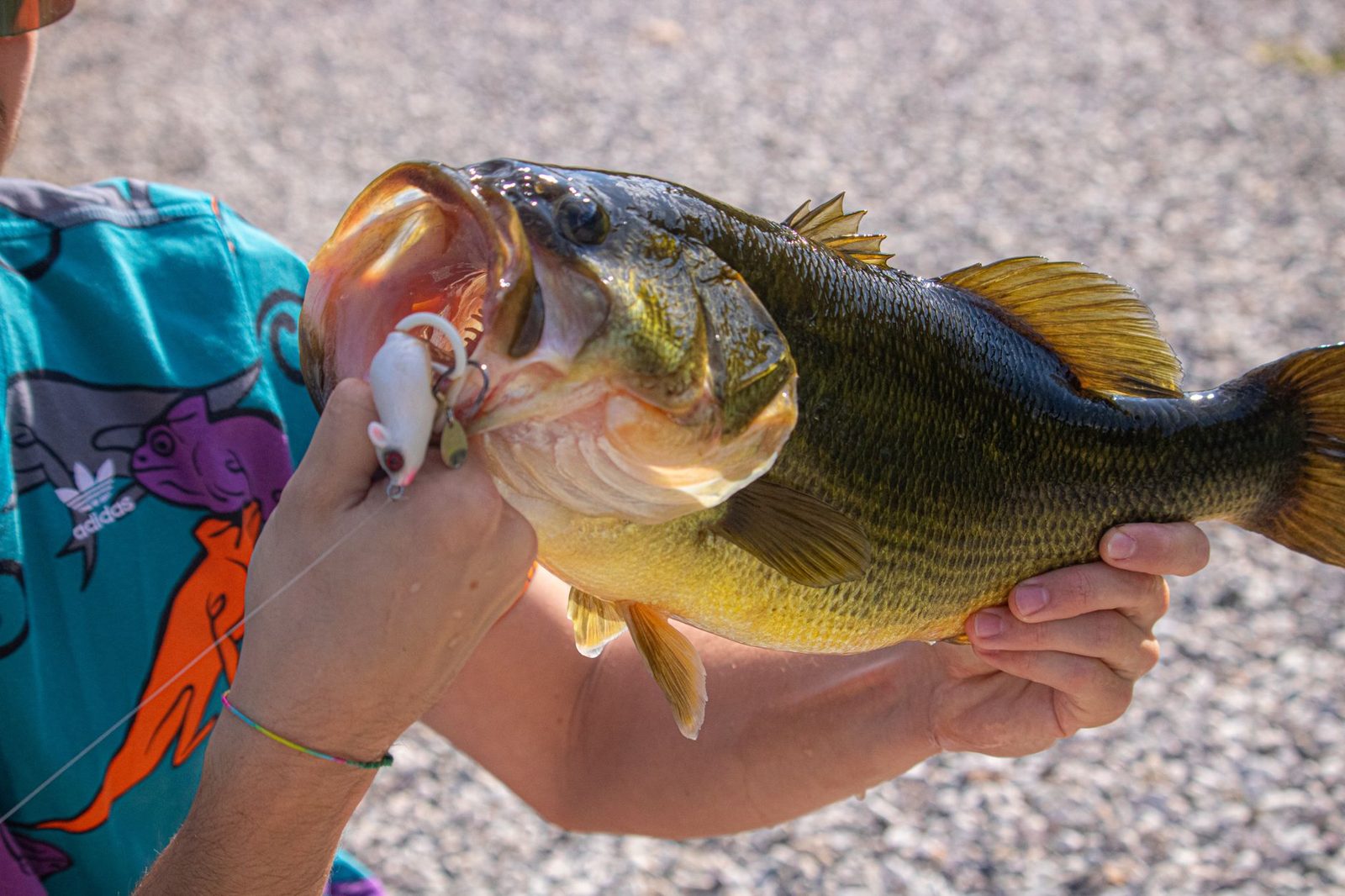 Largemouth bass, one of the main species stocked in Frisco TX fishing ponds