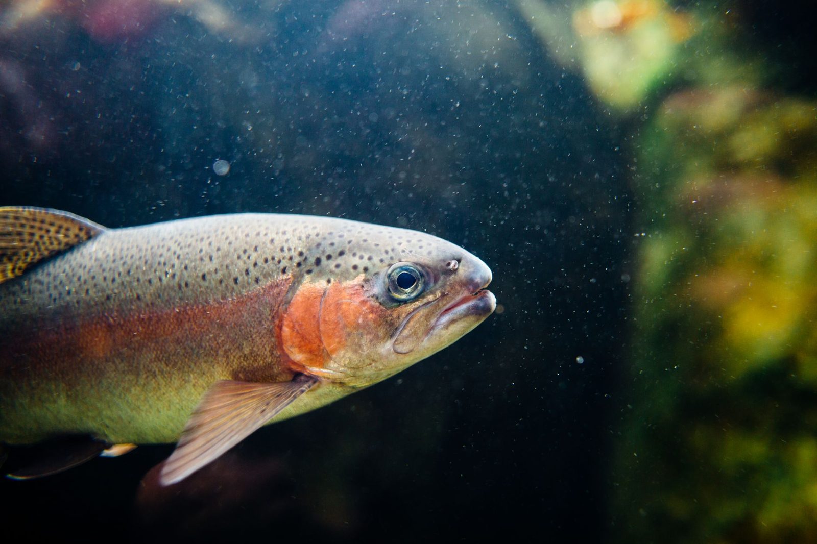 Rainbow trout, stocked each winter for fishing near Frisco TX
