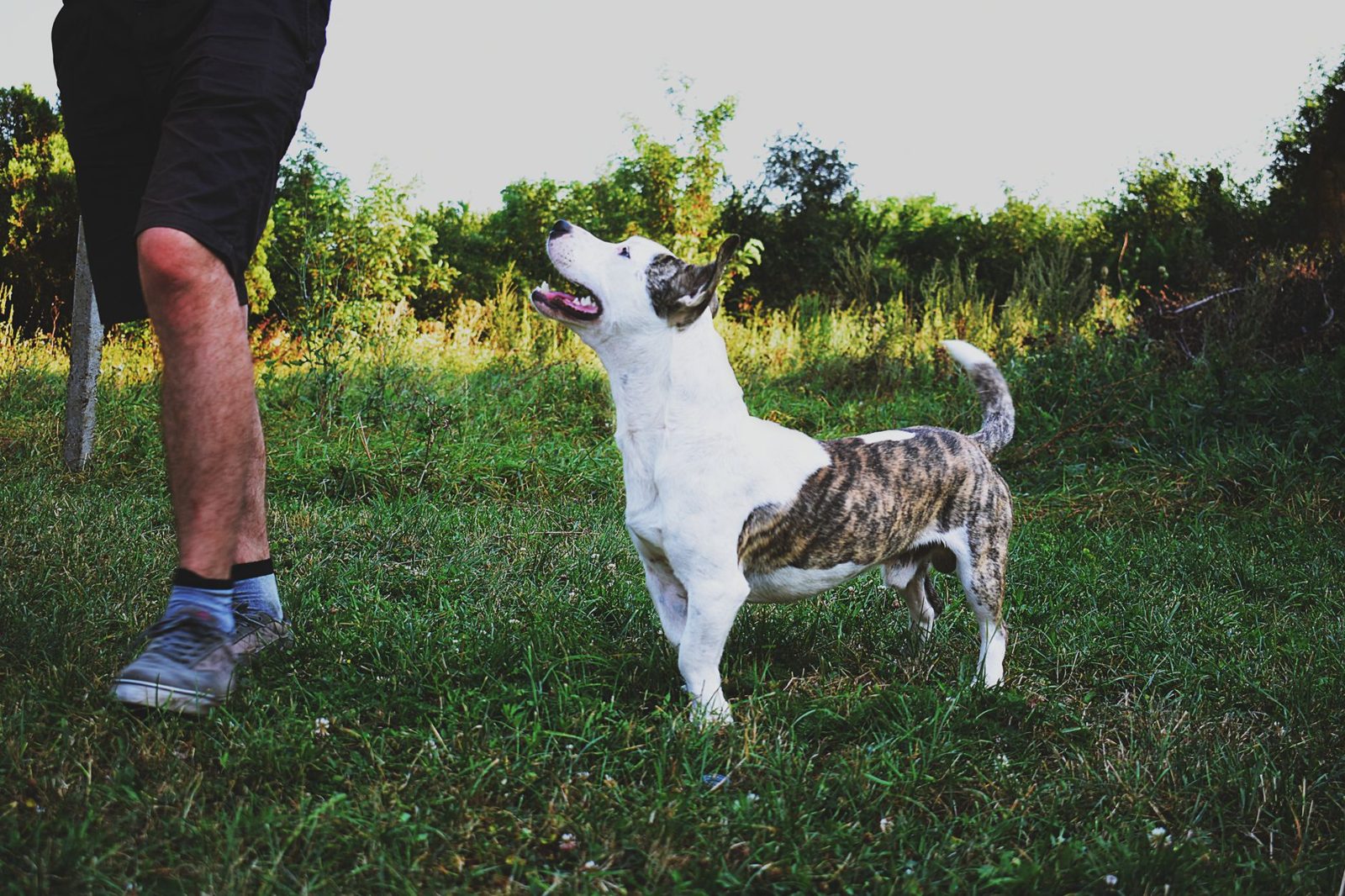 Dog owner walking a leashed dog through a Frisco TX park