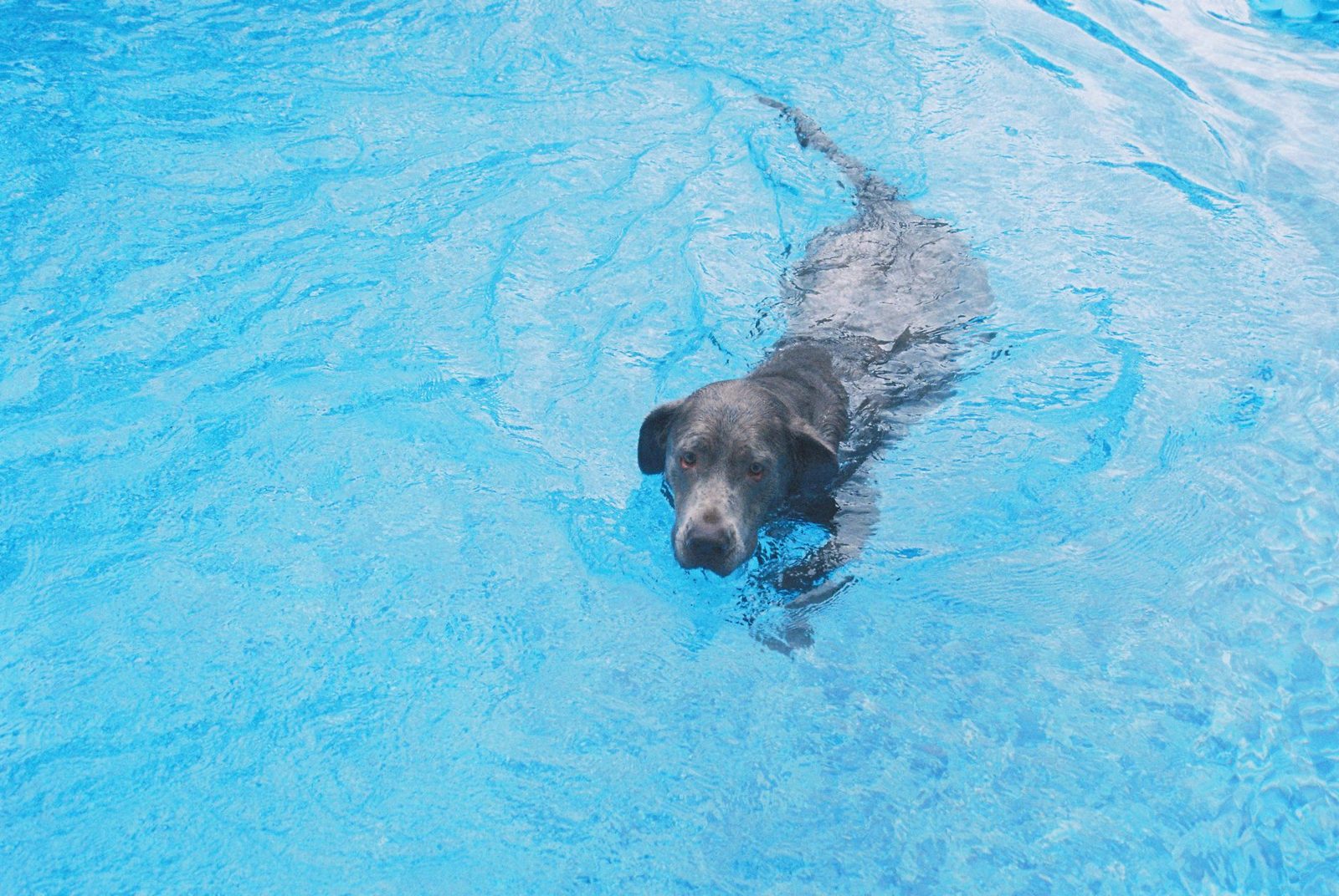 Dog swimming in a pool at a Frisco TX dog event