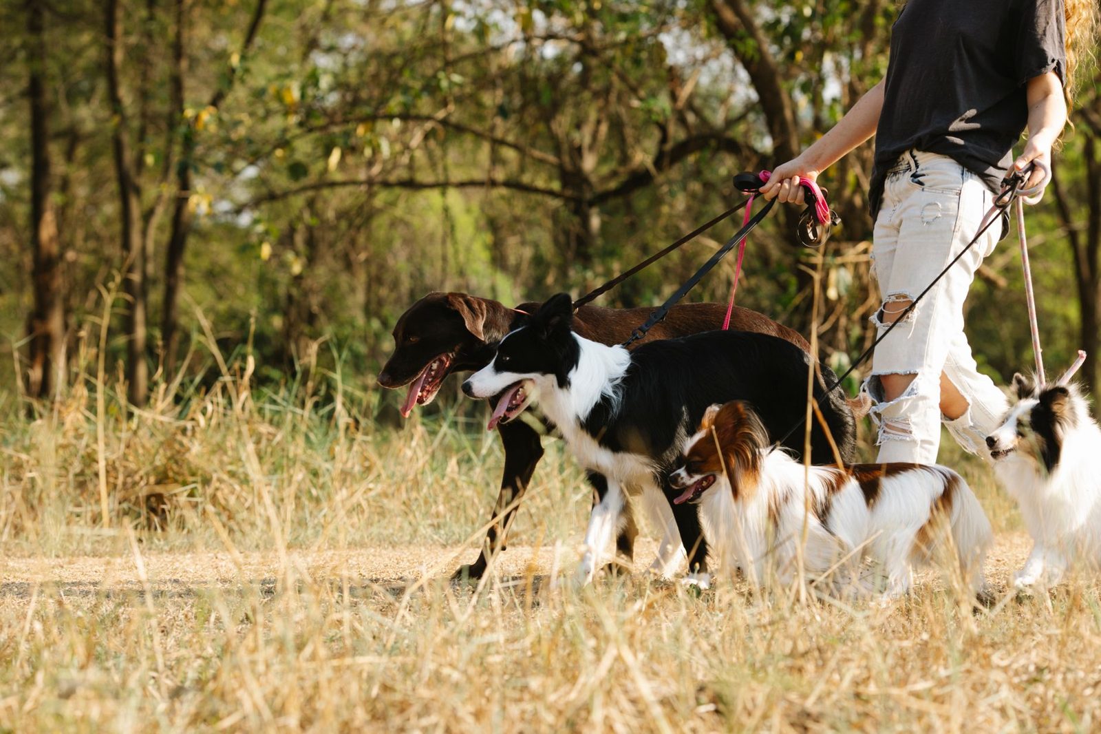Dog on a leash walking a Frisco TX park trail