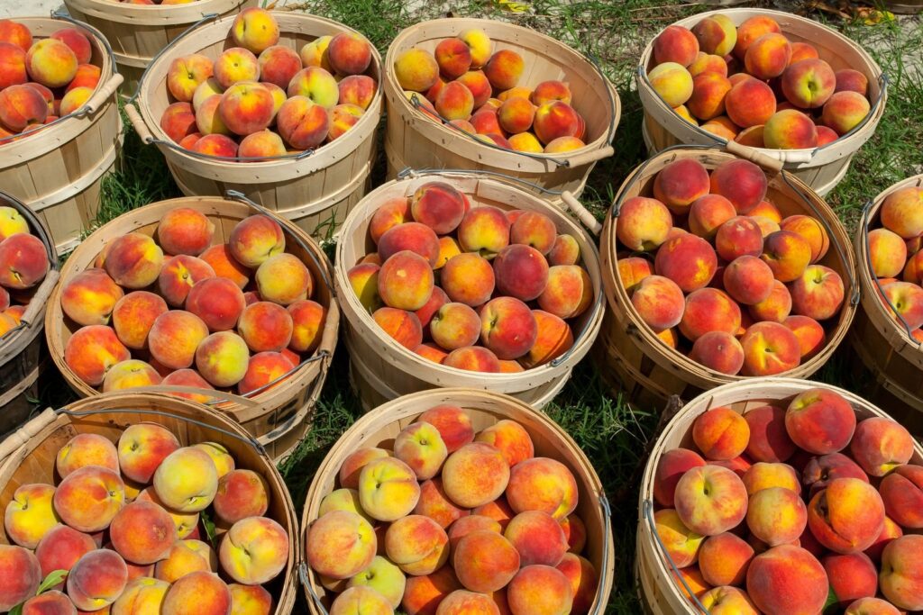 Bushel baskets heaped with ripe peaches set out on the grass