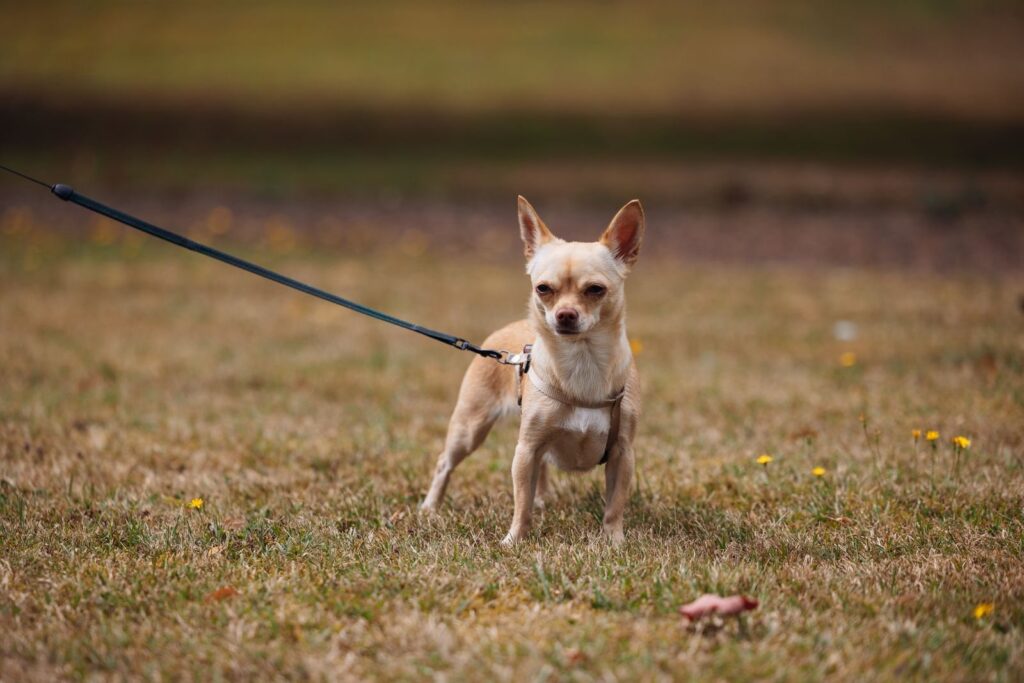 Chihuahua on a leash standing in a grassy field