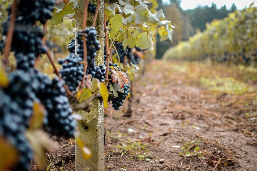 Clusters of ripe dark wine grapes hanging on the vine before harvest
