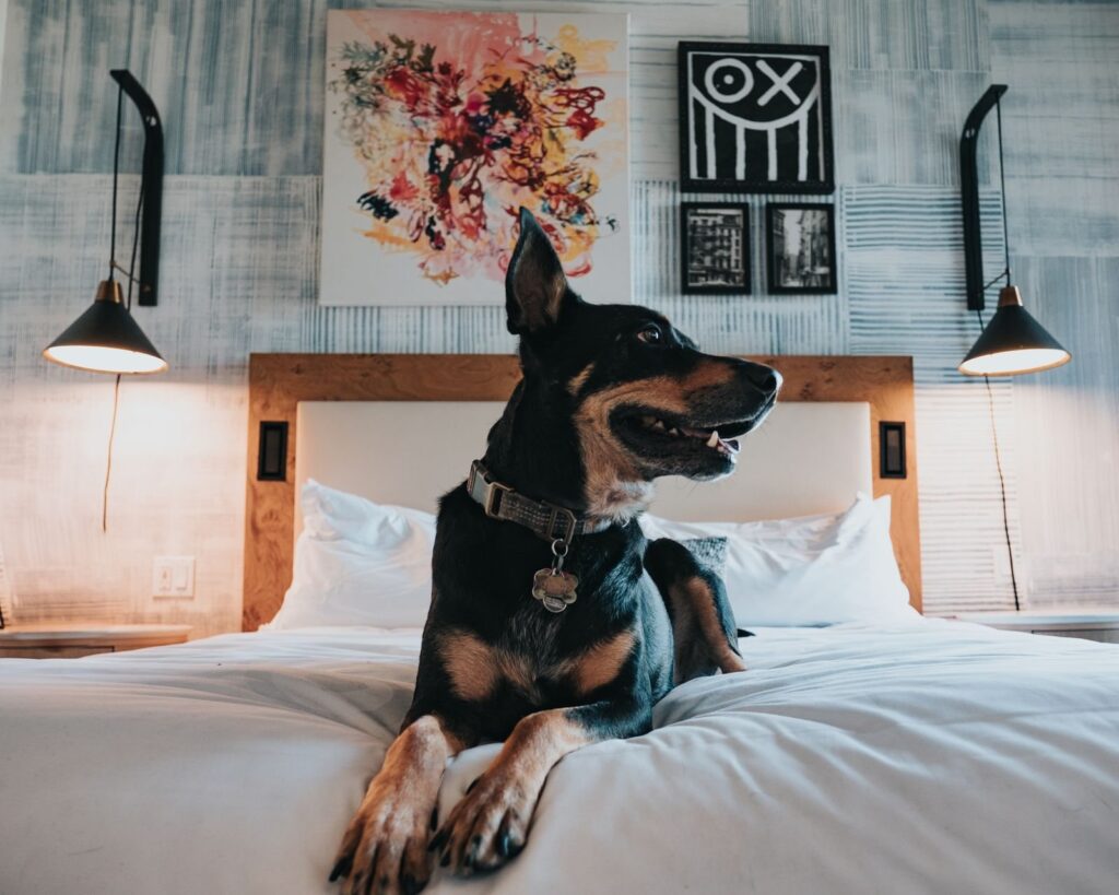 Dark dog sitting on a white hotel bed beneath two wall lamps