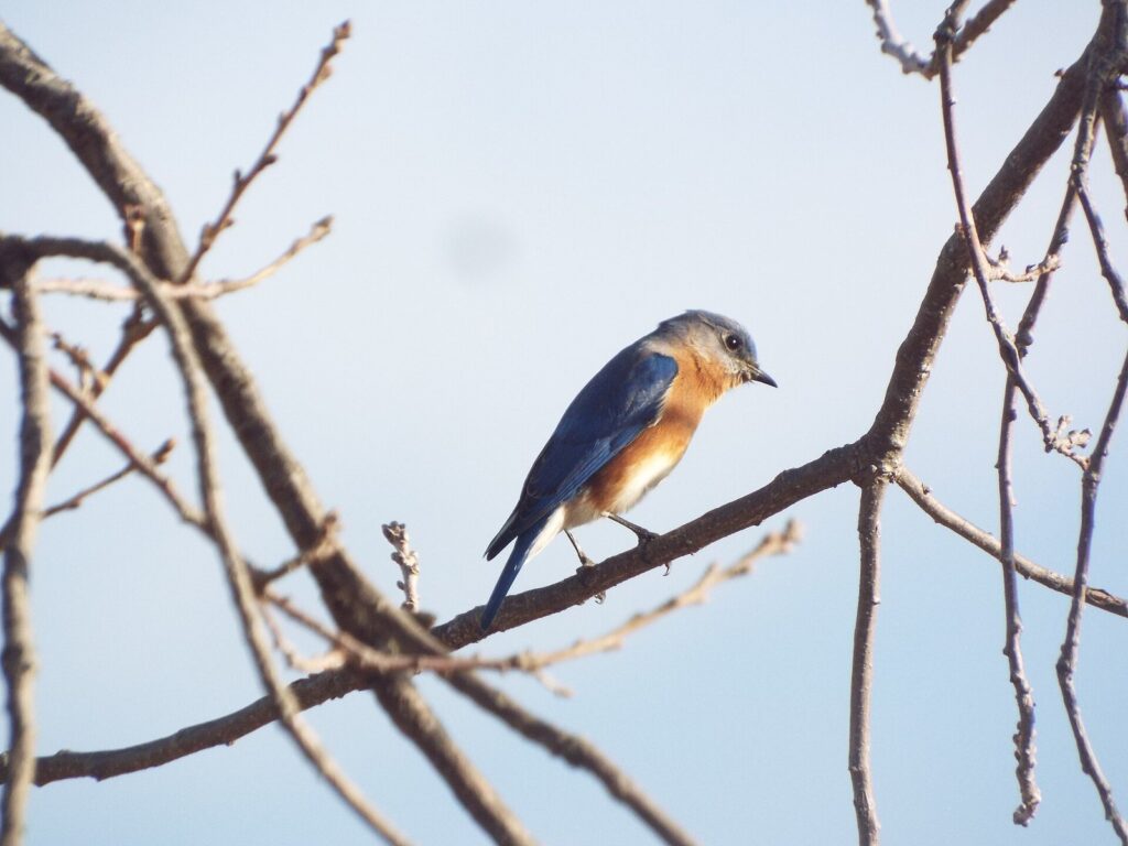 Eastern bluebird perched on a bare winter branch at Limestone Quarry Park in Frisco