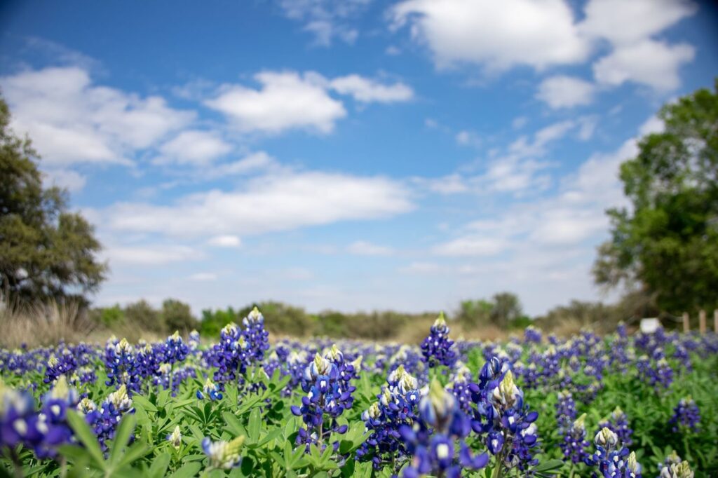Field of blue Texas bluebonnets under a sky of scattered white clouds