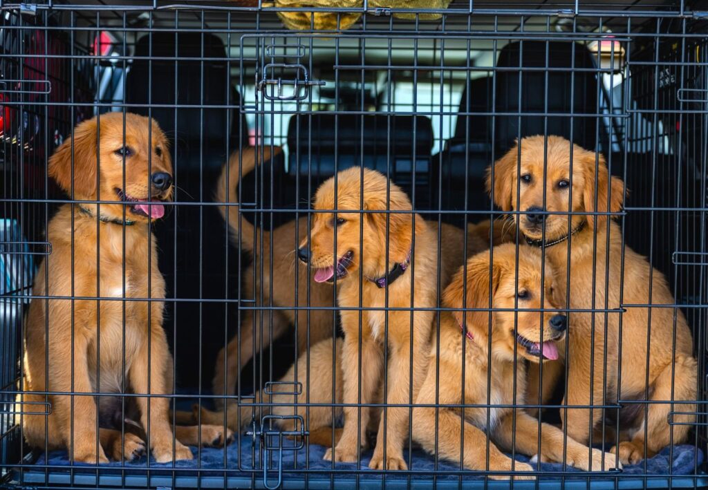 Four golden retriever puppies together in a wire car crate