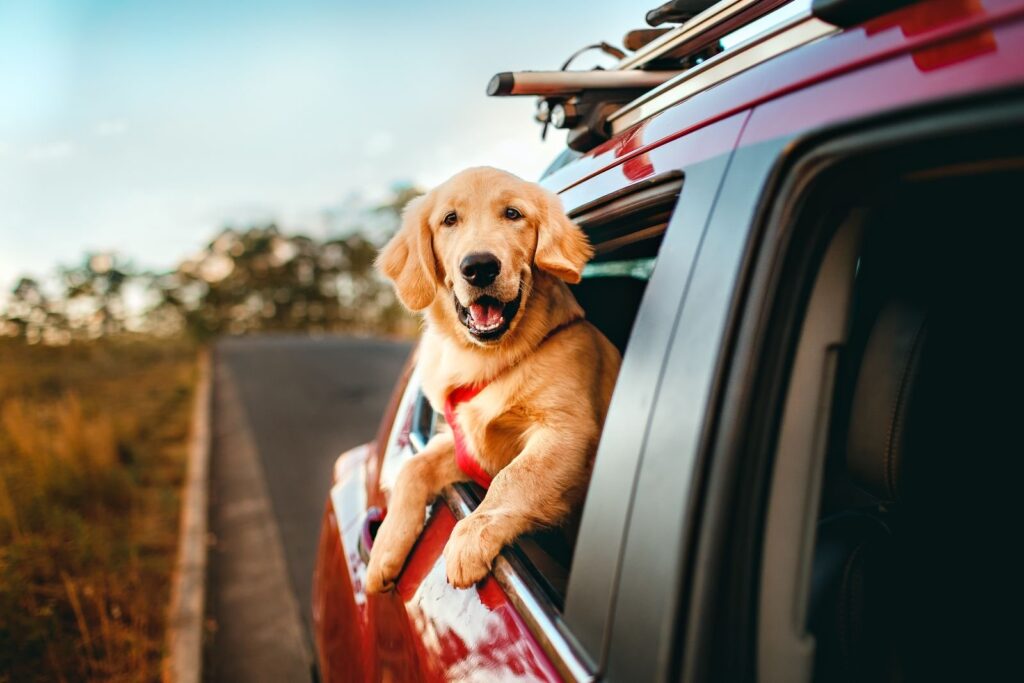 Golden retriever leaning out of a red car window on a country road