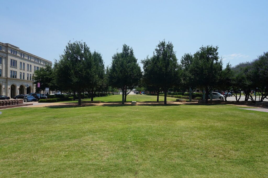 Grass lawn and young trees at Frisco Square on a sunny summer day