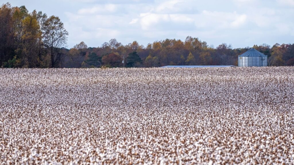Open cotton field ready for harvest with a metal grain bin and trees behind it