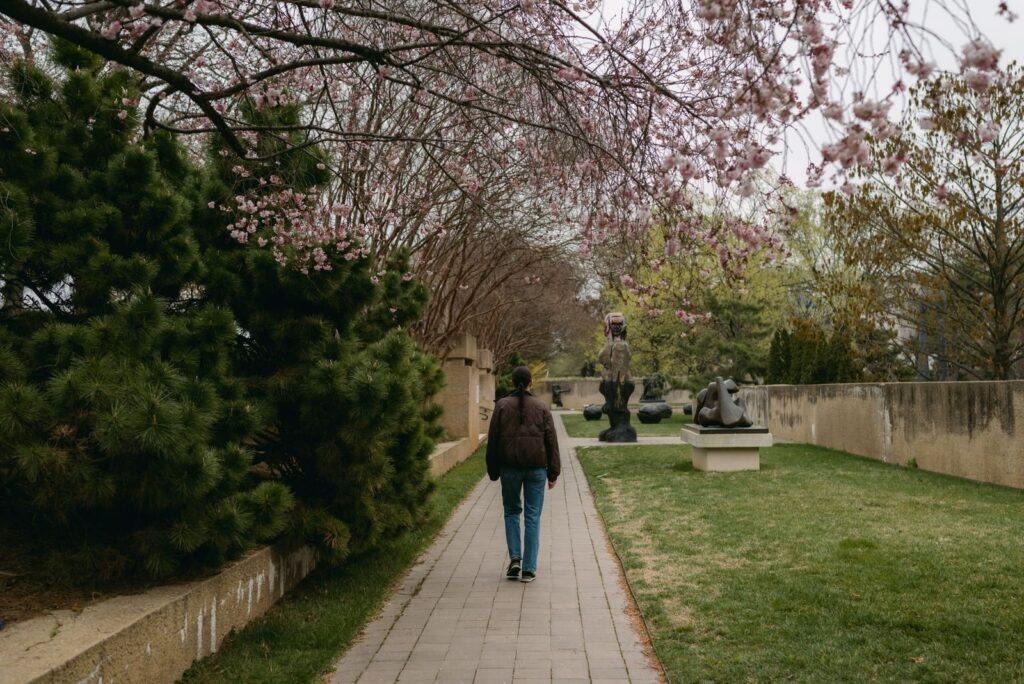 Person walking a paved path under blossoming trees past sculptures on a lawn