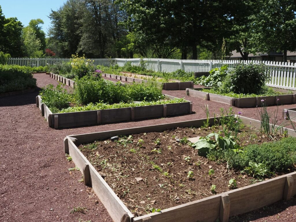 Raised wooden garden beds planted with vegetables in a community garden