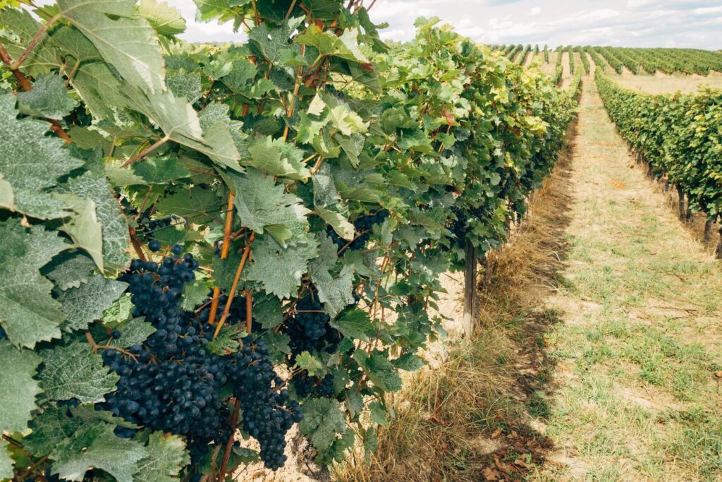 Rows of grapevines heavy with dark grape clusters stretching into the distance