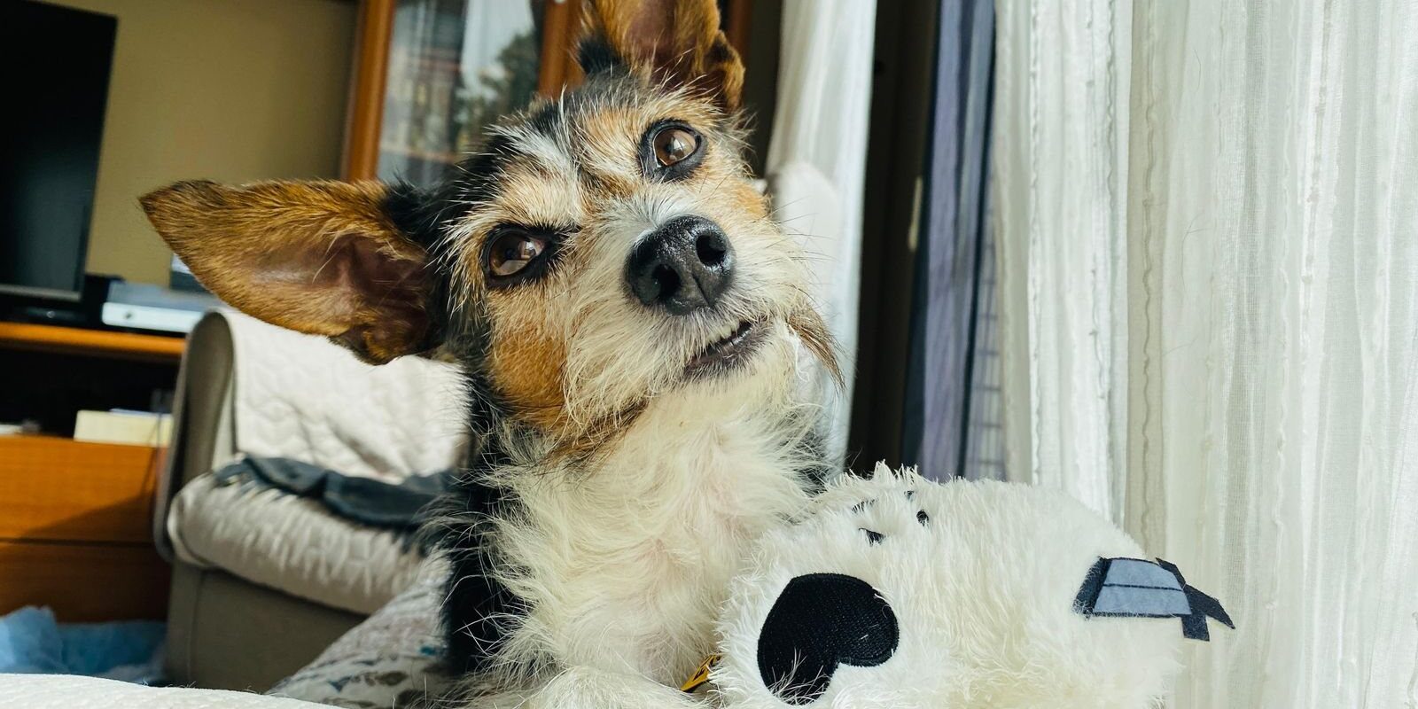 Terrier lying on a hotel-style bed beside a stuffed toy, one of the pet-friendly hotels Frisco TX travelers look for