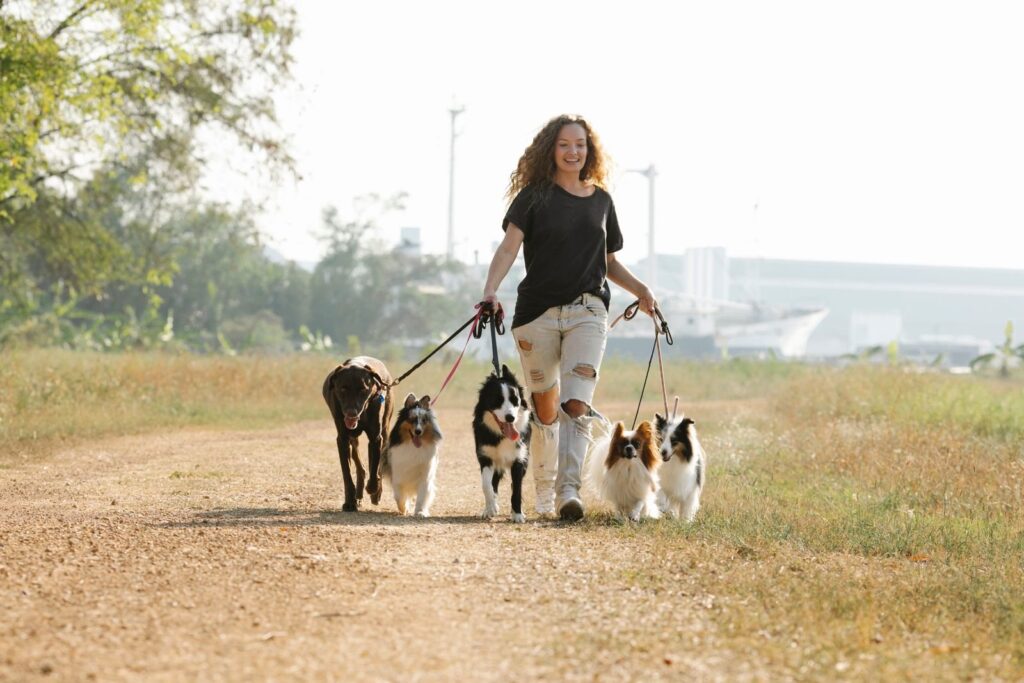 Woman walking five leashed dogs on a dirt path on a sunny day