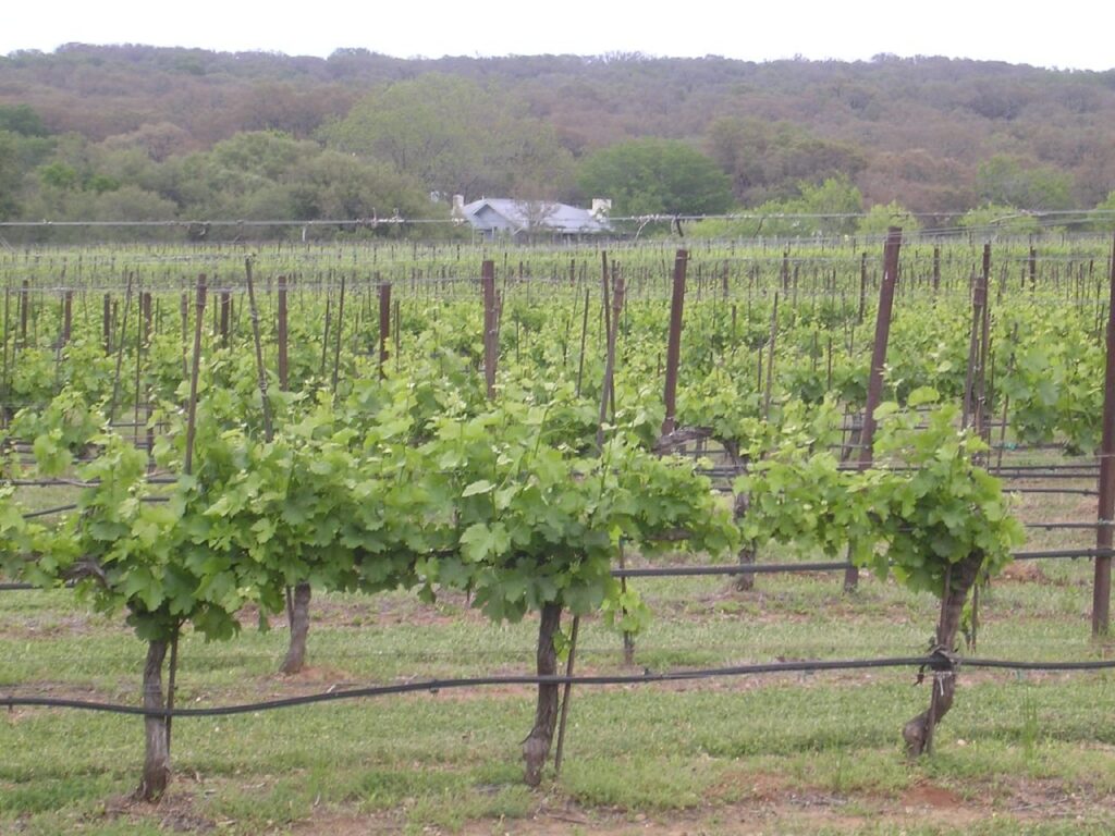 Young trellised grapevines in green spring leaf at a Texas Hill Country vineyard